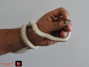 صورة مصغّرة