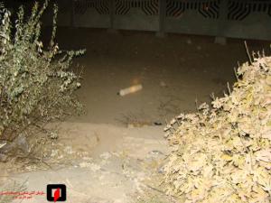 صورة مصغّرة